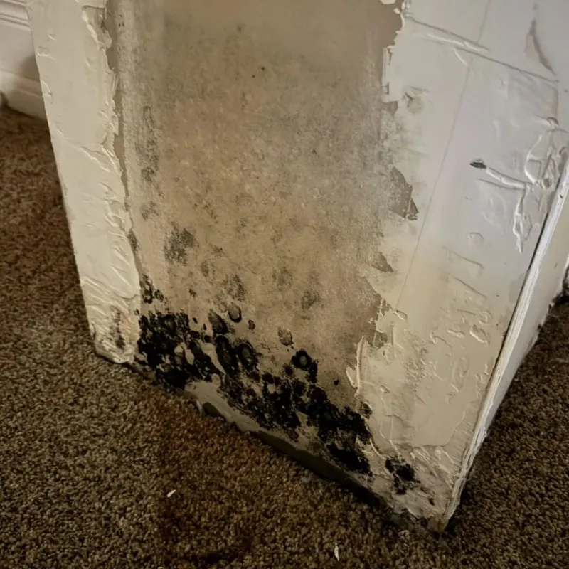 Professional Mold Removal in Gladewater, TX